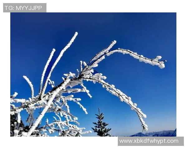 成都排球队转型纪实:从传统到现代的奋斗与蜕变之路 成都排球队转型纪实:从传统到现代的奋斗与蜕变之路